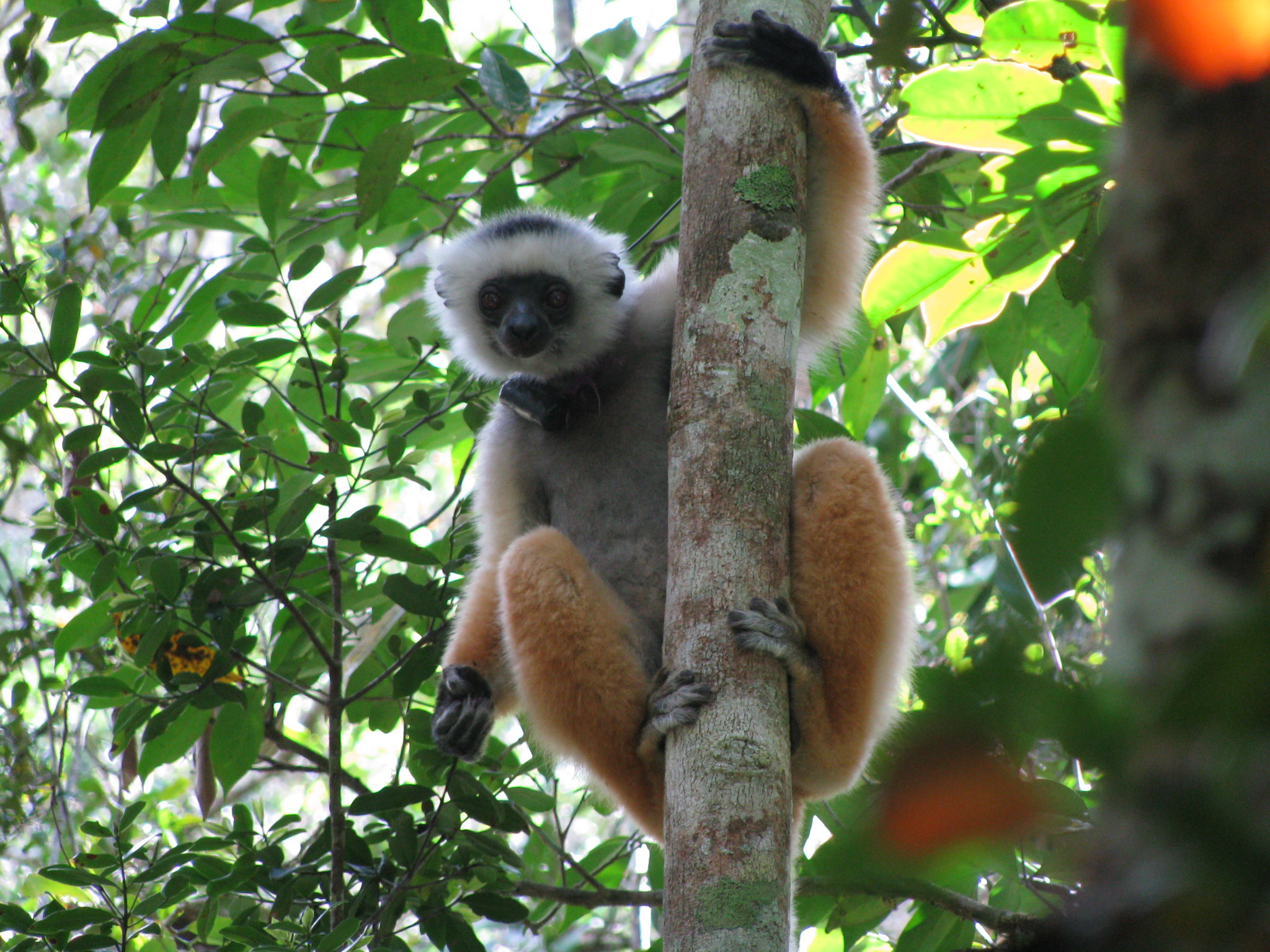 Diadem_sifaka_andasibe Diadem_sifaka_andasibe