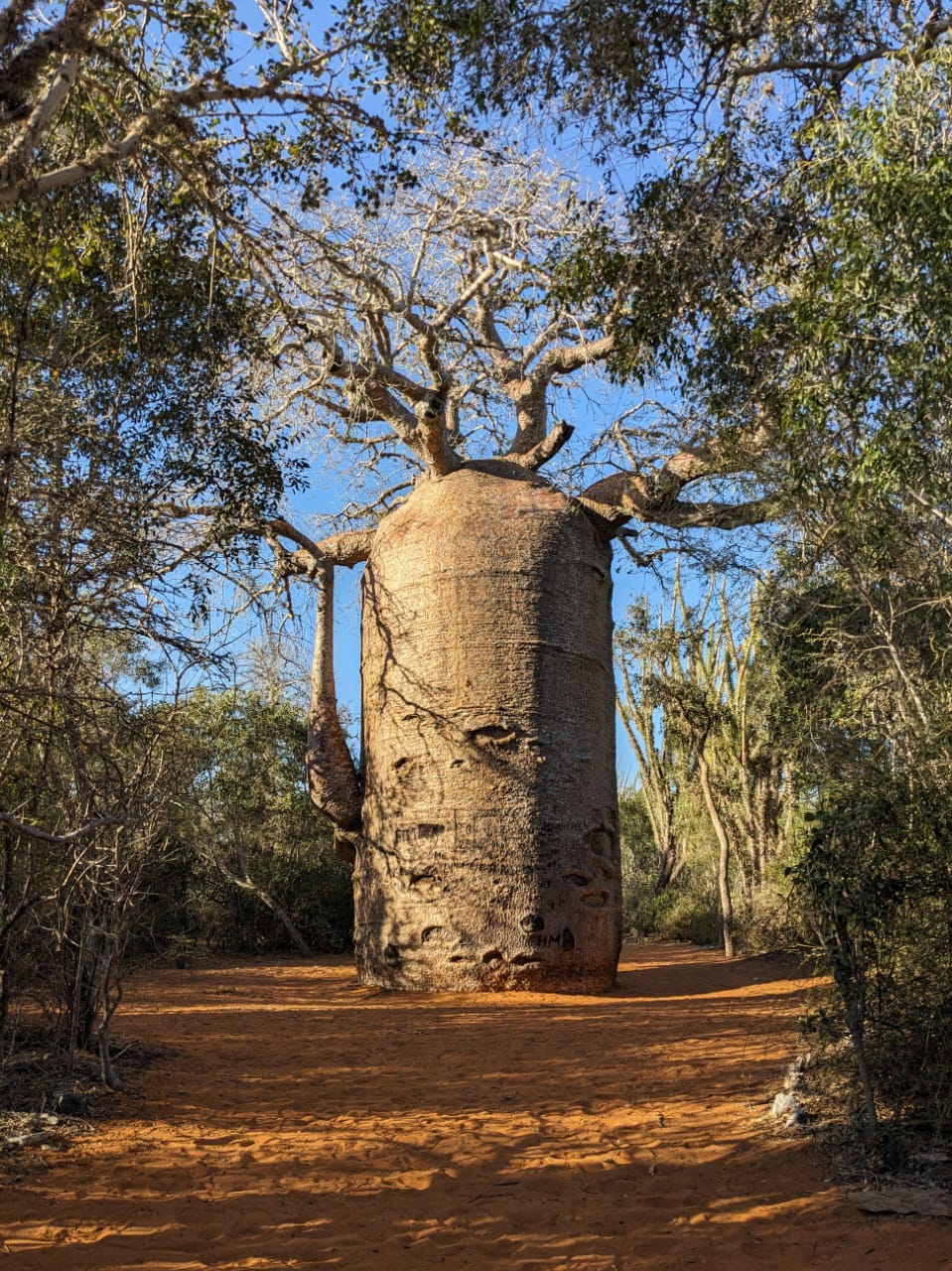 baobab baobab