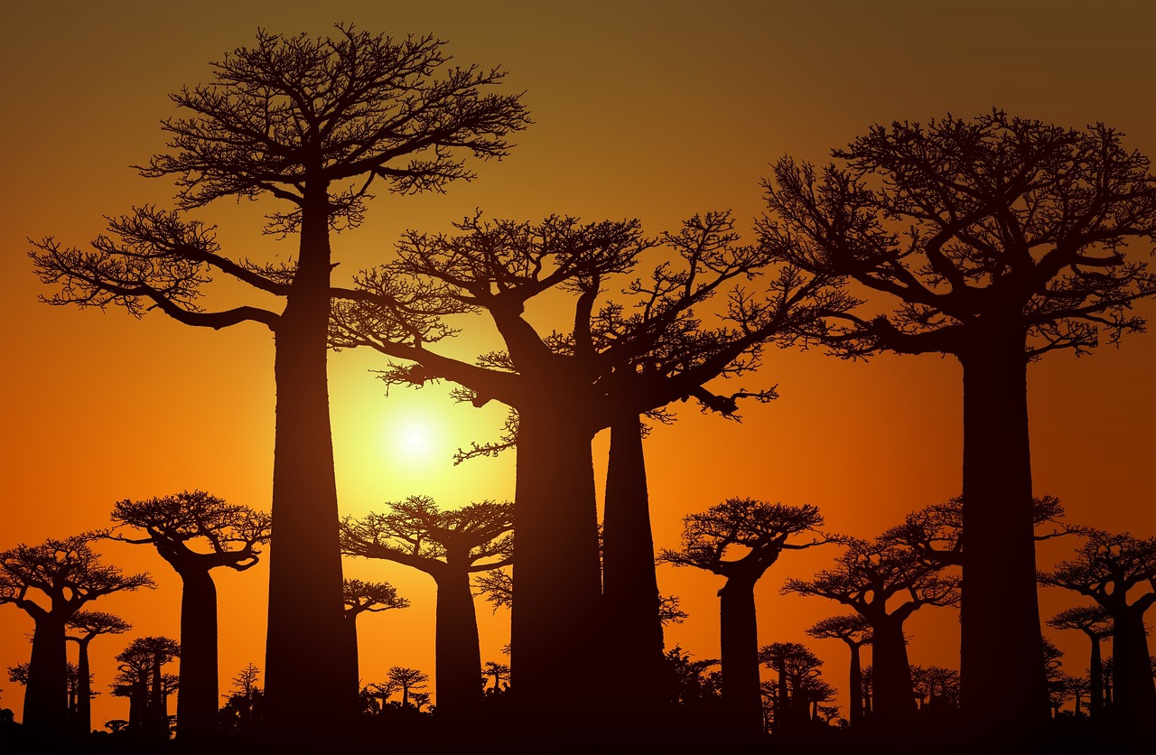 avenue_baobab avenue_baobab