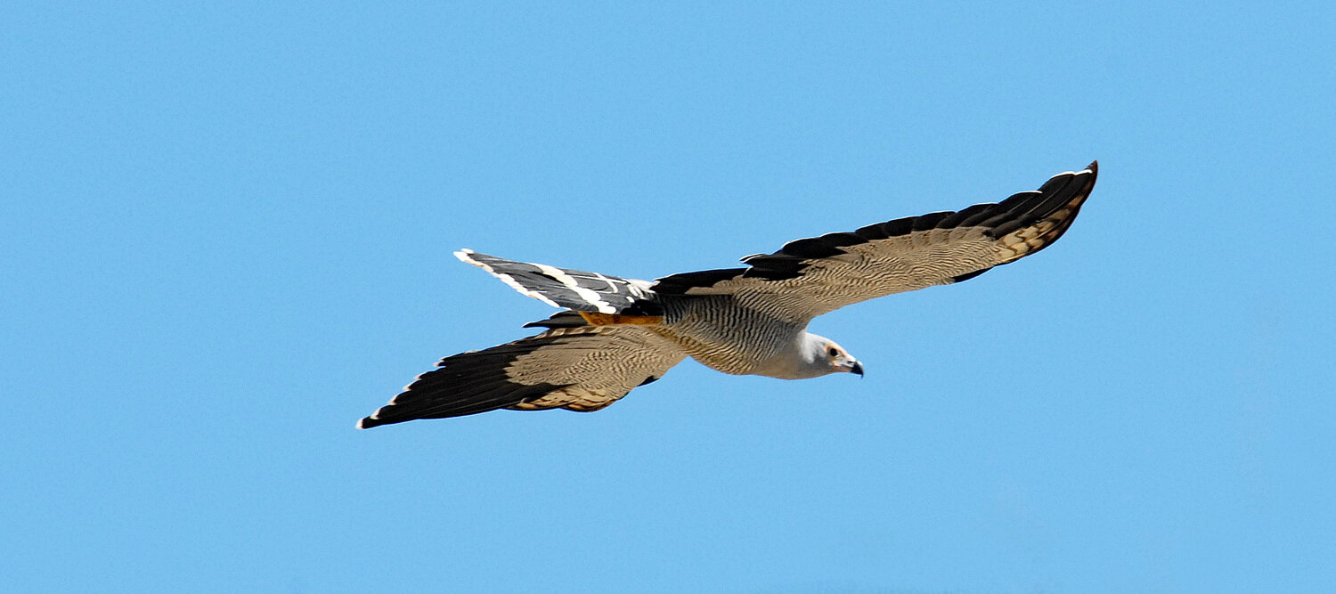 oiseau_montagne_